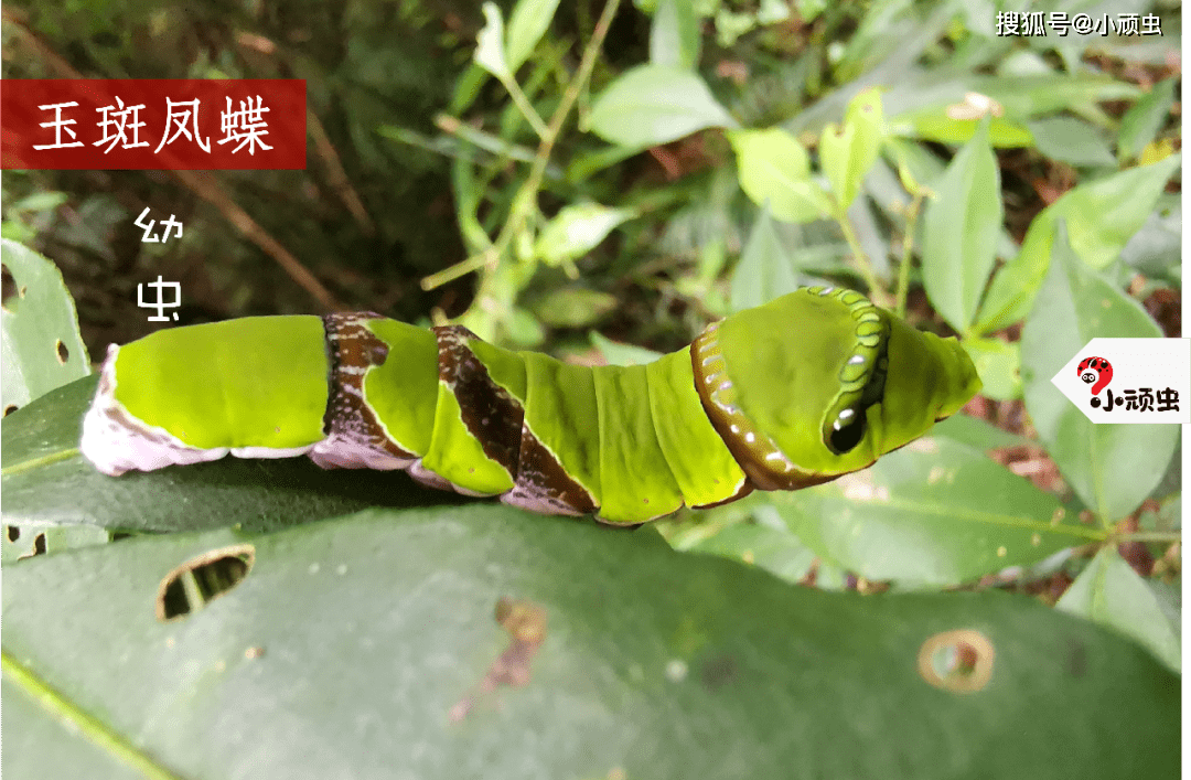 2021-03-07 星期日 一周集锦 | 毛毛虫长大了