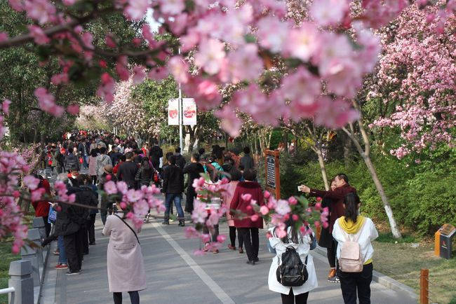碧沙岗公园 海棠大道