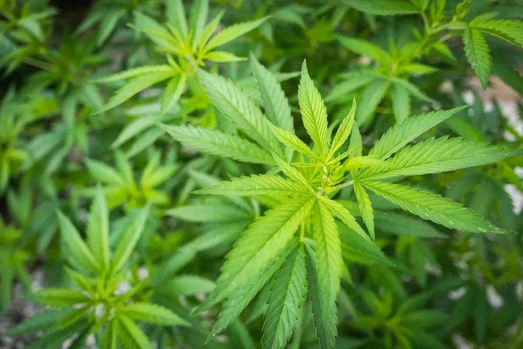 黑龙江将工业大麻纳入《全省农业和农产品加工项目招商工作方案》