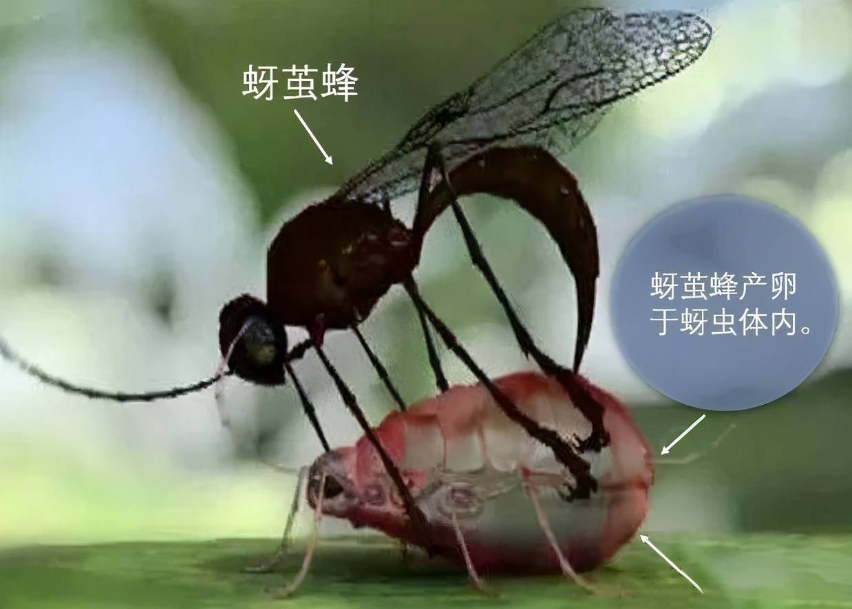 比如蚜虫就有"蚜虫-蚜茧蜂-蚜茧蜂长背瘿蜂"的寄链条.