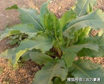 野草人称金不换,农民都当杂草,却不知它是天然的洗发水