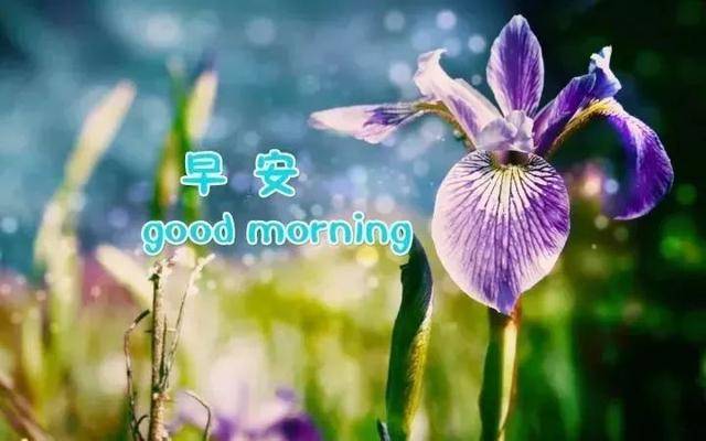 精美早上好动态表情最新版,每一天都是阳光向上!祝福图片