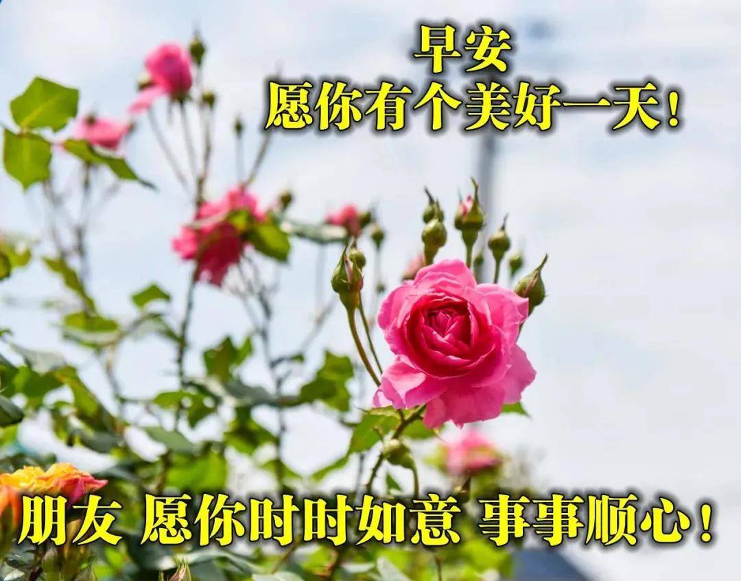 原创2021年最新8张漂亮的早安动态表情鲜花图片免打字早上好发圈动态