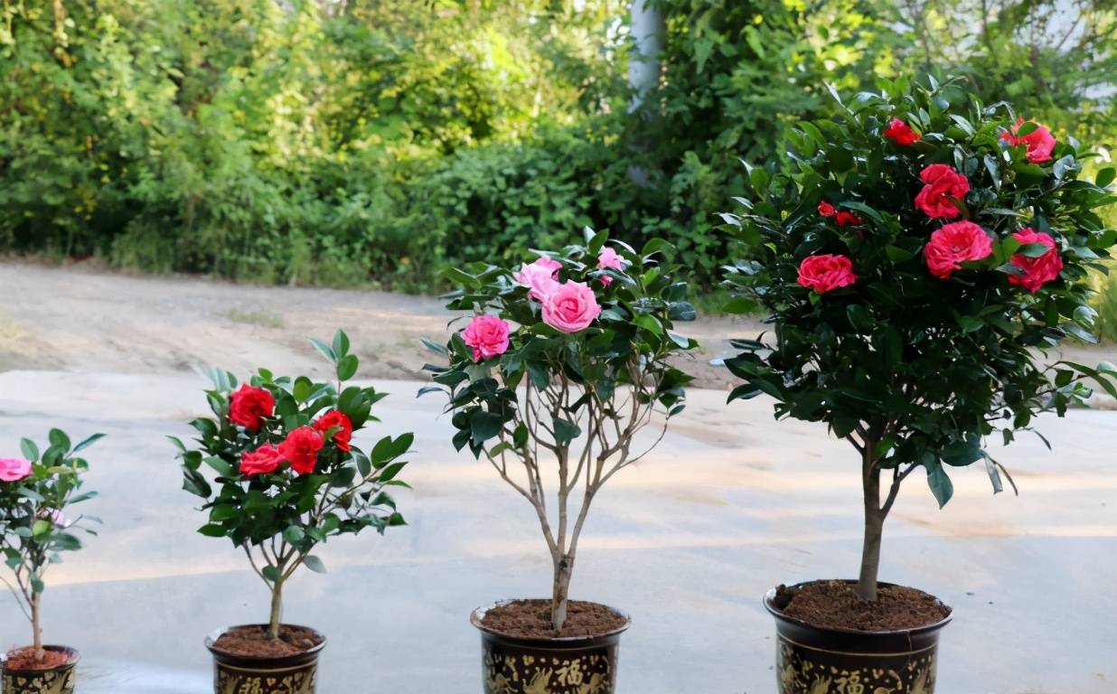 春天盆栽茶花,为什么植株不开花反而嗖嗖掉花苞,原因在这里
