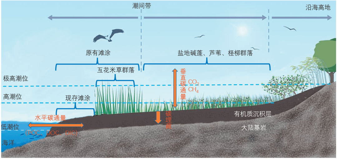 中国滨海湿地主要生态类型的相对地理分布及其储碳机制