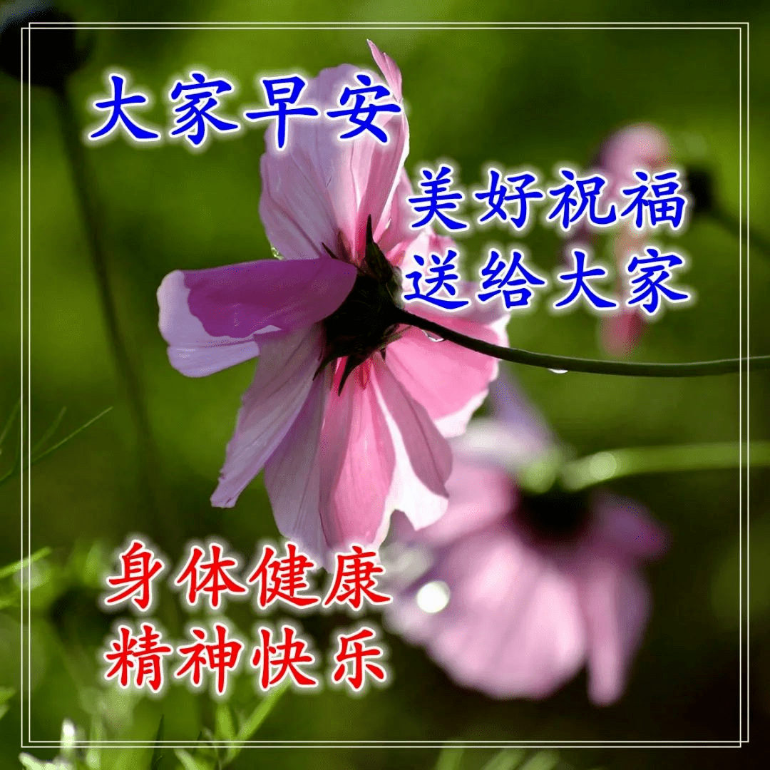 早上好问候语带图片,早安祝福语唯美图片表情大全_人生