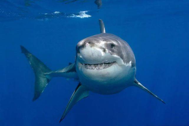 噬人鲨,也就是大家熟知的大白鲨  naturepl.