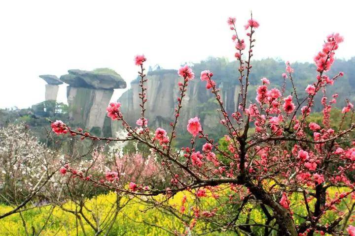 2021年绍兴吼山桃花节来了!最强攻略看这里!