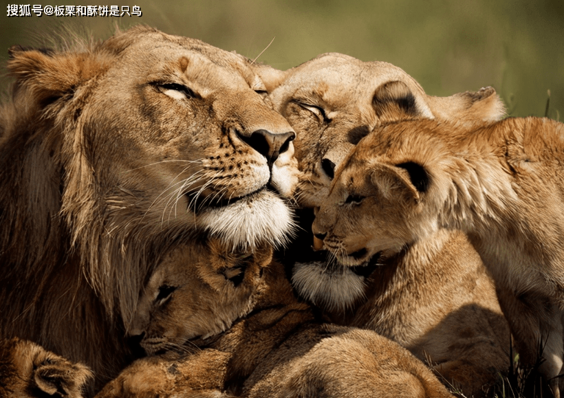 犬科动物都是群居的,猫科动物都是独居的,而狮子却是群居的,所以狮子