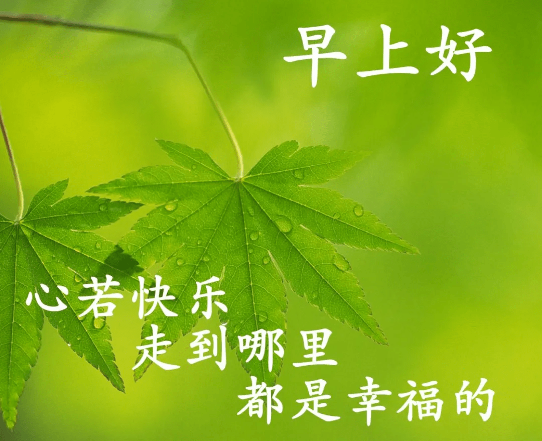 清晨早安温馨问候语集锦,早上好鲜花漂亮问候语图片