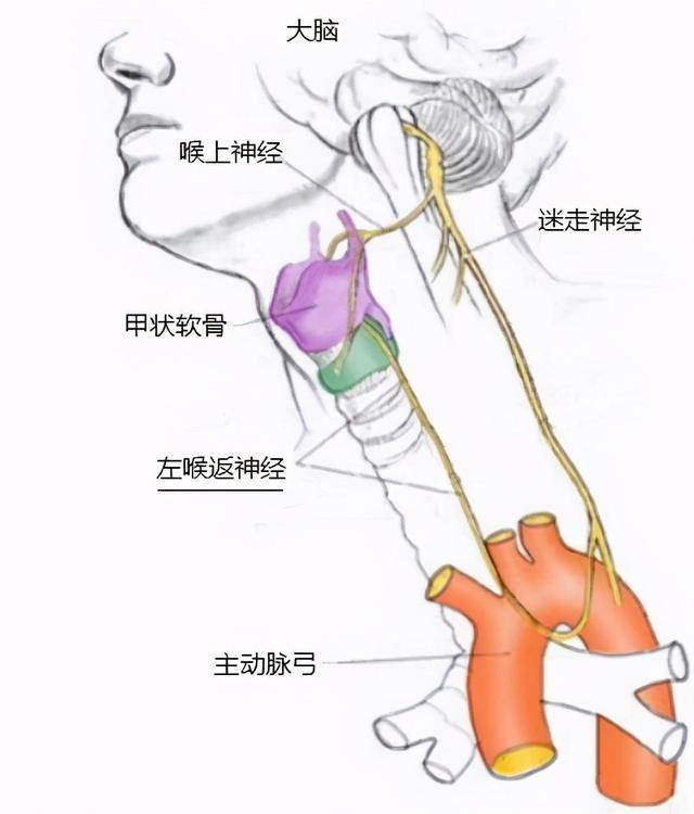 2,喉返神经迷之走位