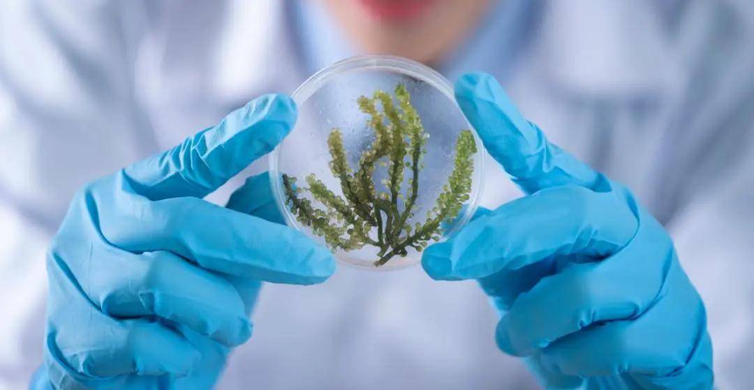 2021暑期项目—苏州冷泉港生物科学基因工程