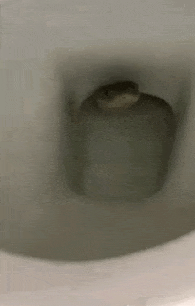 400_626 竖版 竖屏