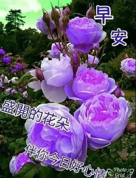 朋友圈早上好温馨图片带字,早上好问候祝福语带唯美图片