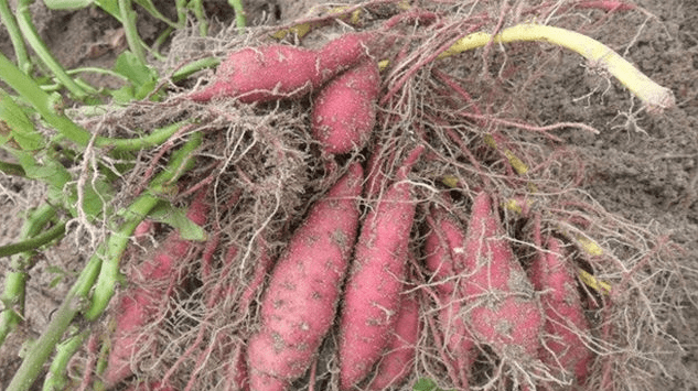 红薯根结线虫怎么治红薯根结线虫用什么药防控红薯根结线虫防治方法