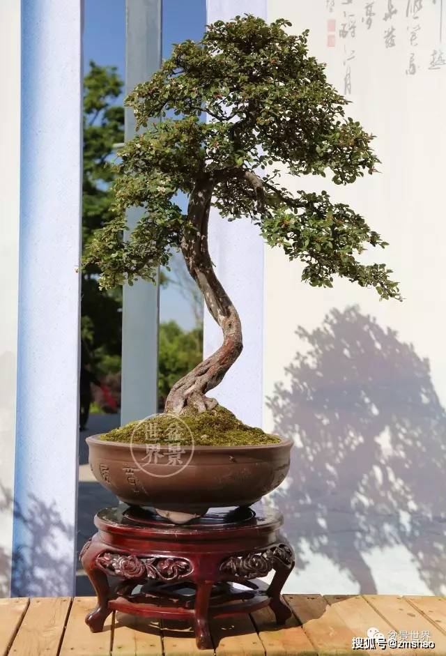 栒子又称为铺地蜈蚣