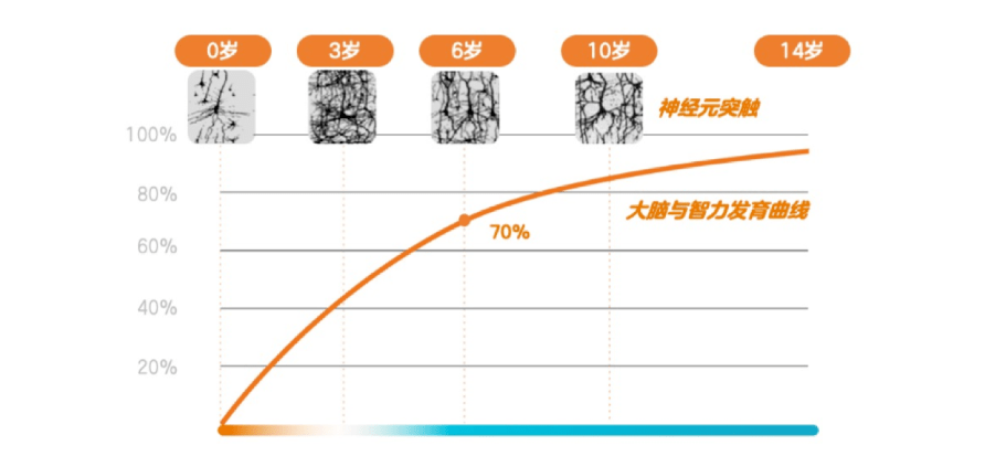 3岁之前,决定智力的神经元突触数量处于巅峰,之后会逐步减少.