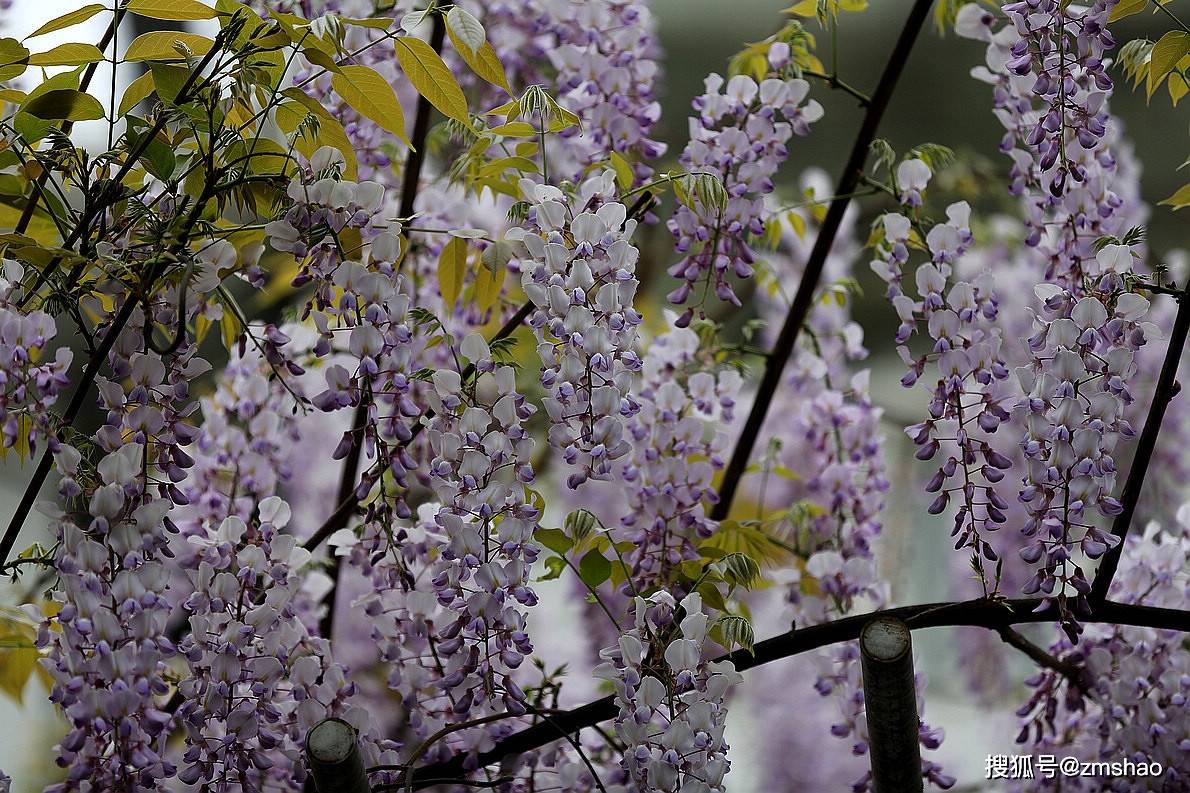 紫藤花图片