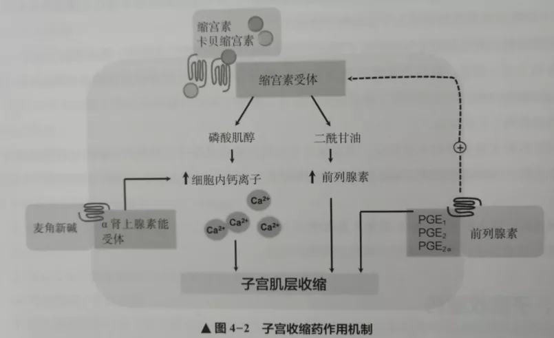 前列腺素e1;pge2.前列腺素e2;pgf2a.前列腺素f2.