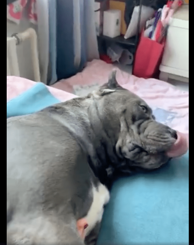 狗狗情不自禁舔起了主人的臭脚,舔完还意犹未尽的回味