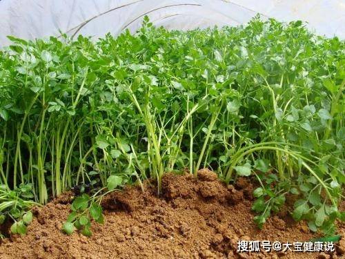 长在农村的水芹菜,有多少人吃过它?认识它?