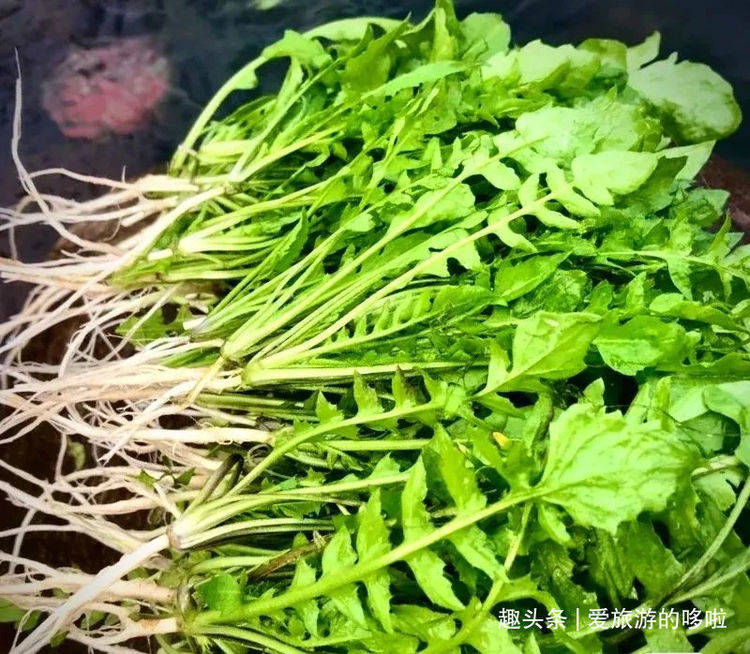 山东人吃春,头头是道!_野菜