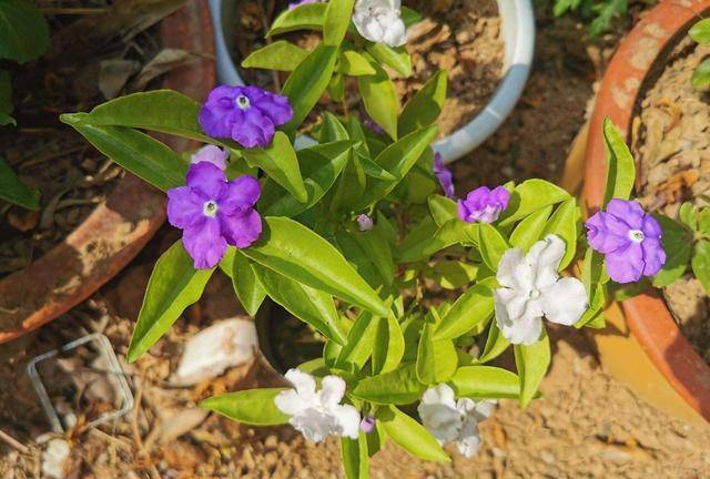 原创茉莉花品种多样只养一种太亏了试试这3种才知道珍贵