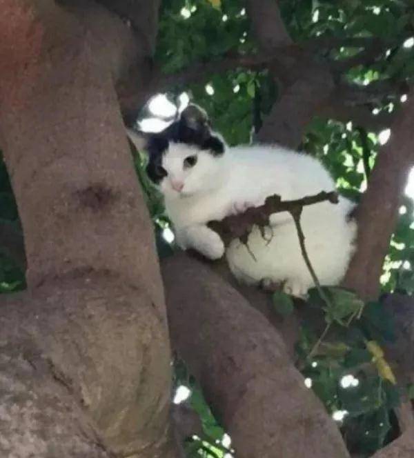 每日趣图:拿个冲锋枪的猫猫在树上执行任务
