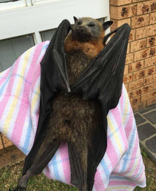 原创澳洲巨型蝙蝠:翼展近1米,却是正儿八经的素食主义者