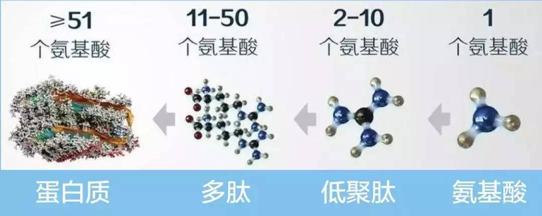 善肽堂小分子肽的功效与作用有哪些?