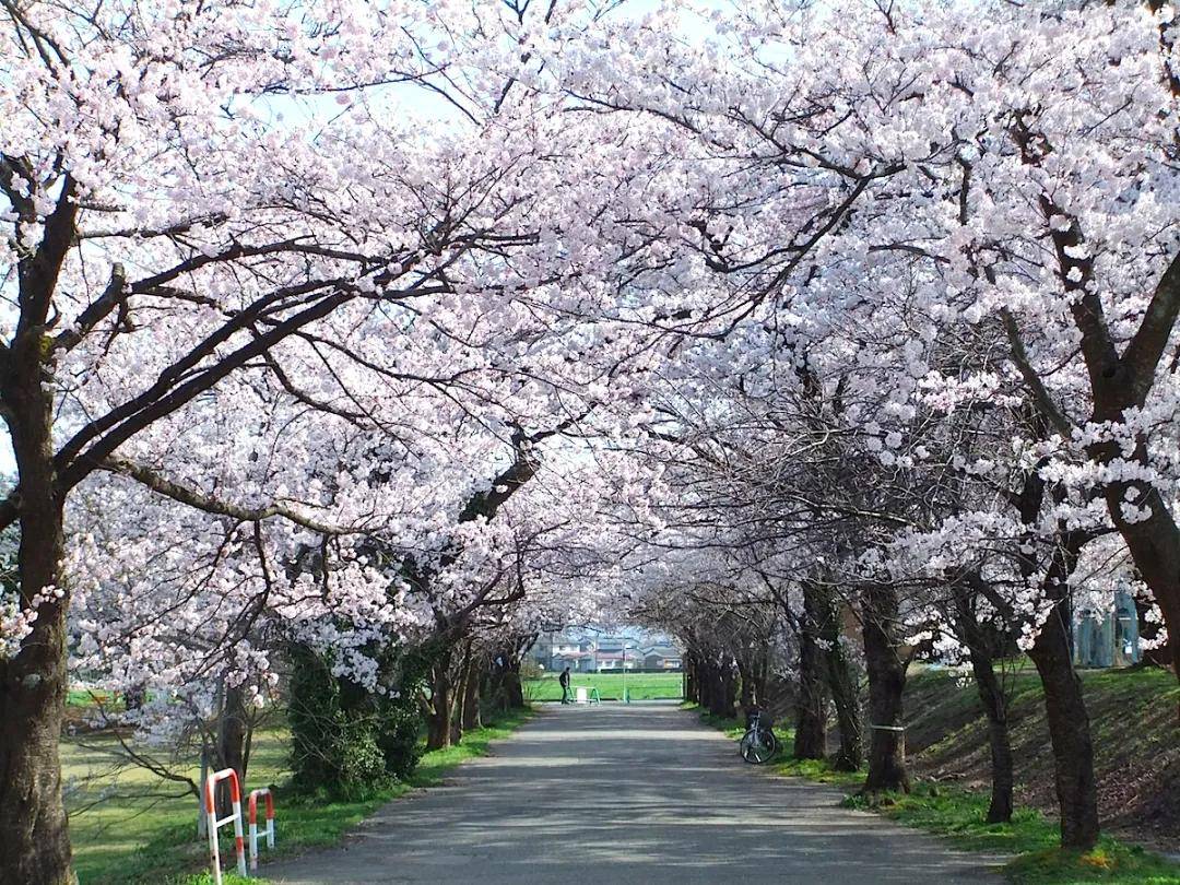 春光明媚隅田川,春夜楼台樱花宴.盘点日本的25处赏樱胜地