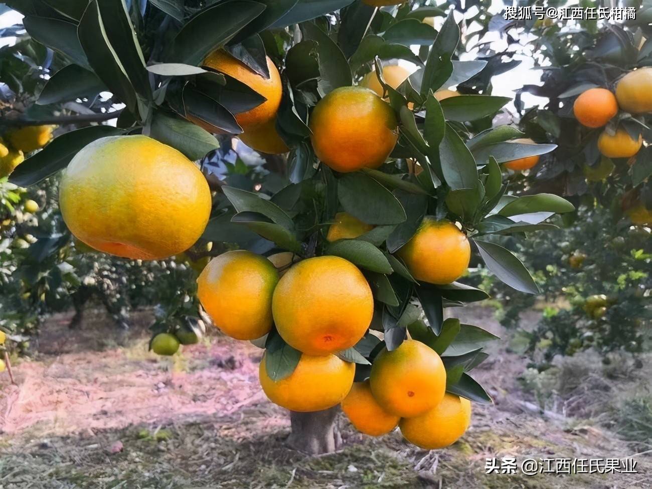 阳光一号柑橘,阳光一号桔柚独特优势有哪些?