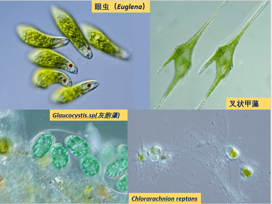 藻类是低等植物吗?藻类的分类与进化