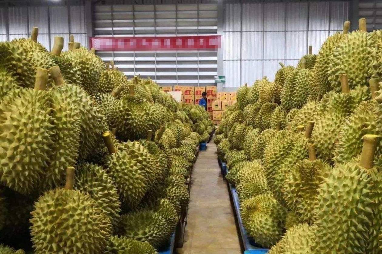 一颗榴莲树生产很多榴莲,为何超市还要卖那么贵?原因扎心了!