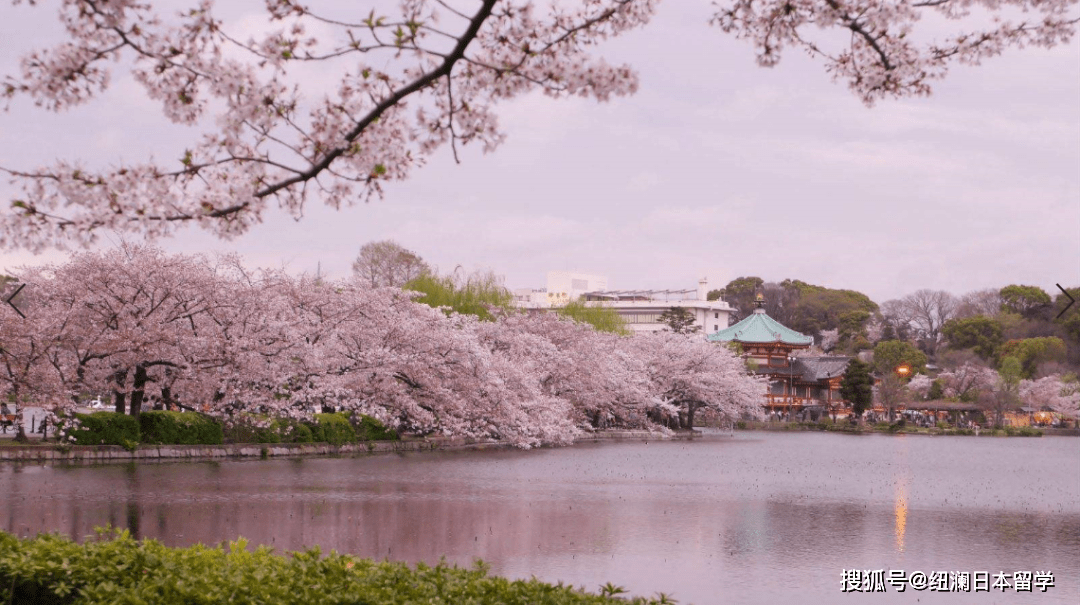 这一季,一定要在樱花树下重逢!| 纽澜日本