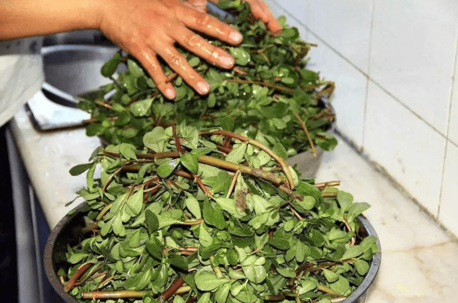 原创10种常见野菜图集趁着鲜嫩赶紧尝尝下个月就老了