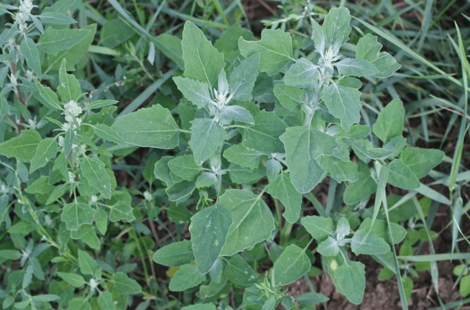 第四种:荠菜荠菜也叫白花菜,是一种营养价值很高的野菜,还有多种