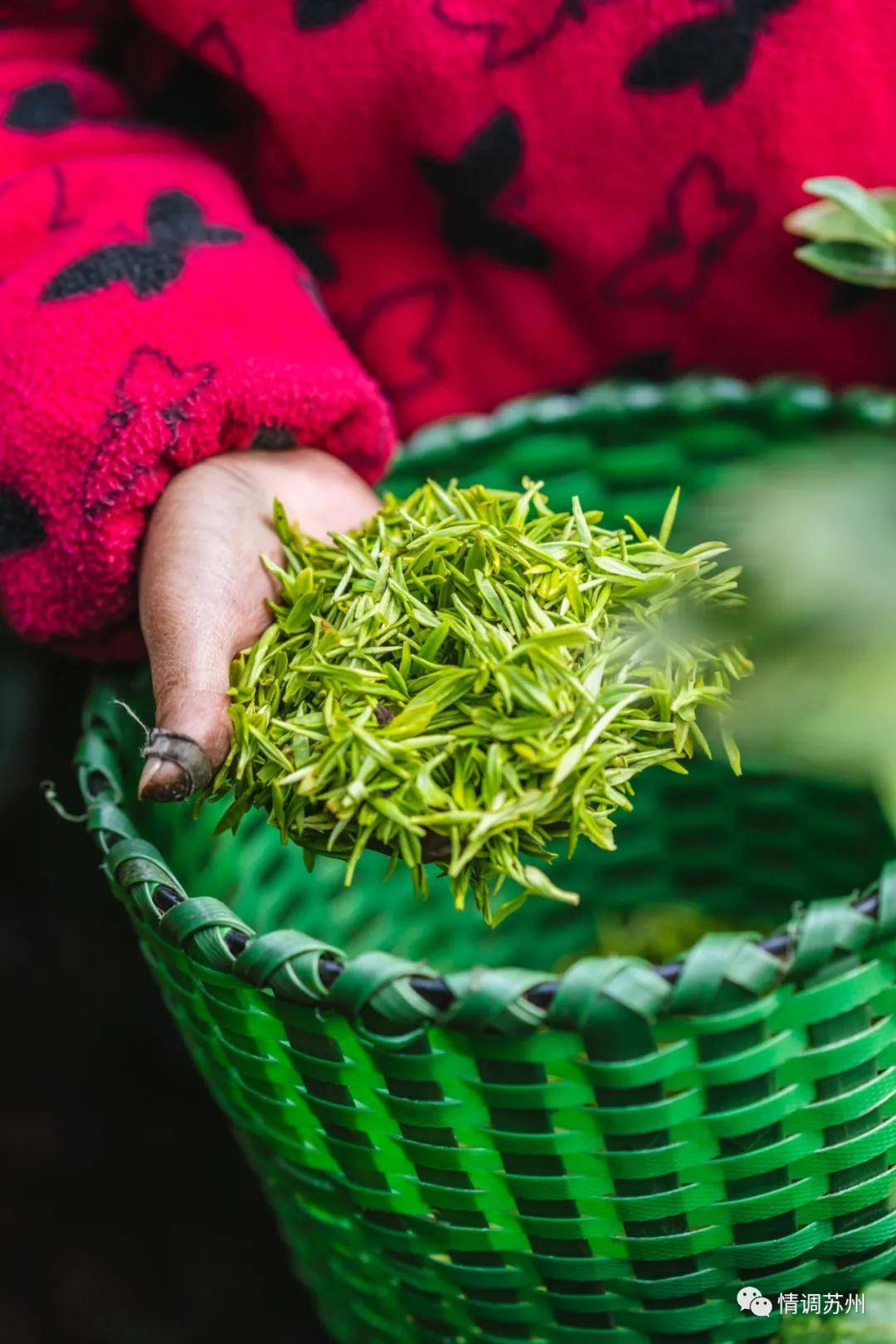 最香不过洞庭山间碧螺春_茶叶