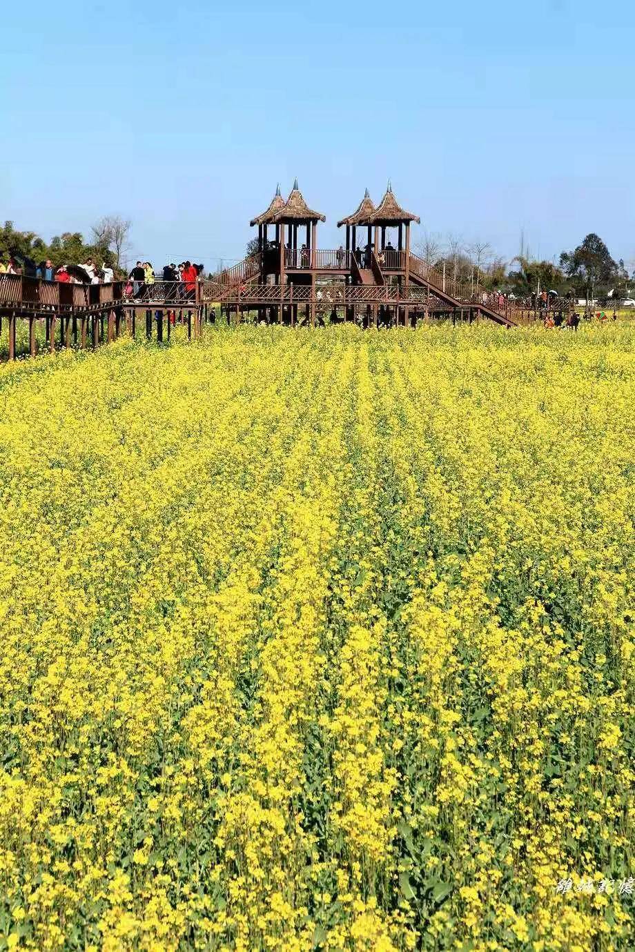 高坪油菜花