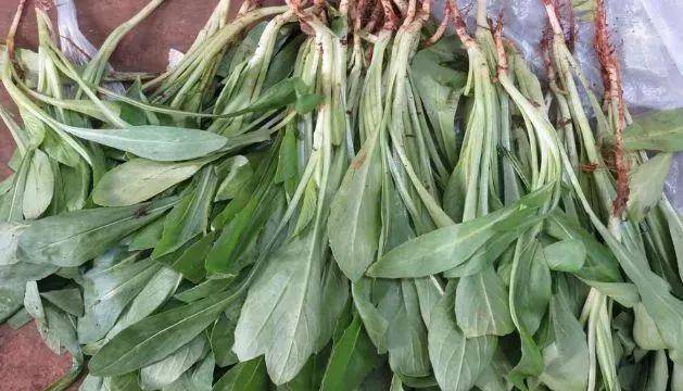 史上最齐云南野菜,我们把春天给吃了吧!