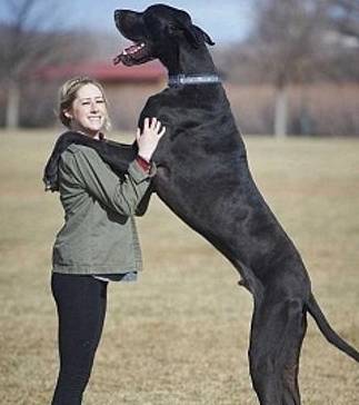 世界上体型最大的狗,站起来高2.5米,女主人为它连恋爱