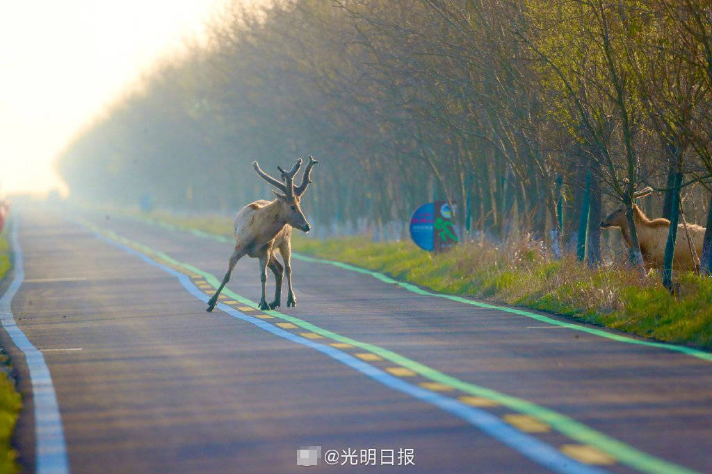 盐城市的旅游公路1号线东台条子泥段,摄影师拍摄到了几头雄性麋鹿穿越