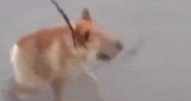 原创狗狗出生就得侏儒病,天生比其它狗短,没有脖子!