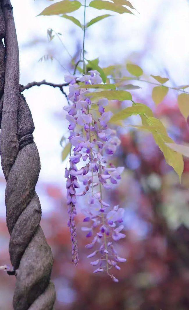 藤,开花了~美过司藤_崇州