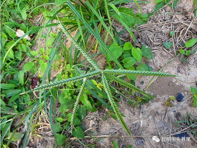 全草煎水服,可防治乙型脑炎根系非常发达,能牢牢的抓住泥土牛筋草秆