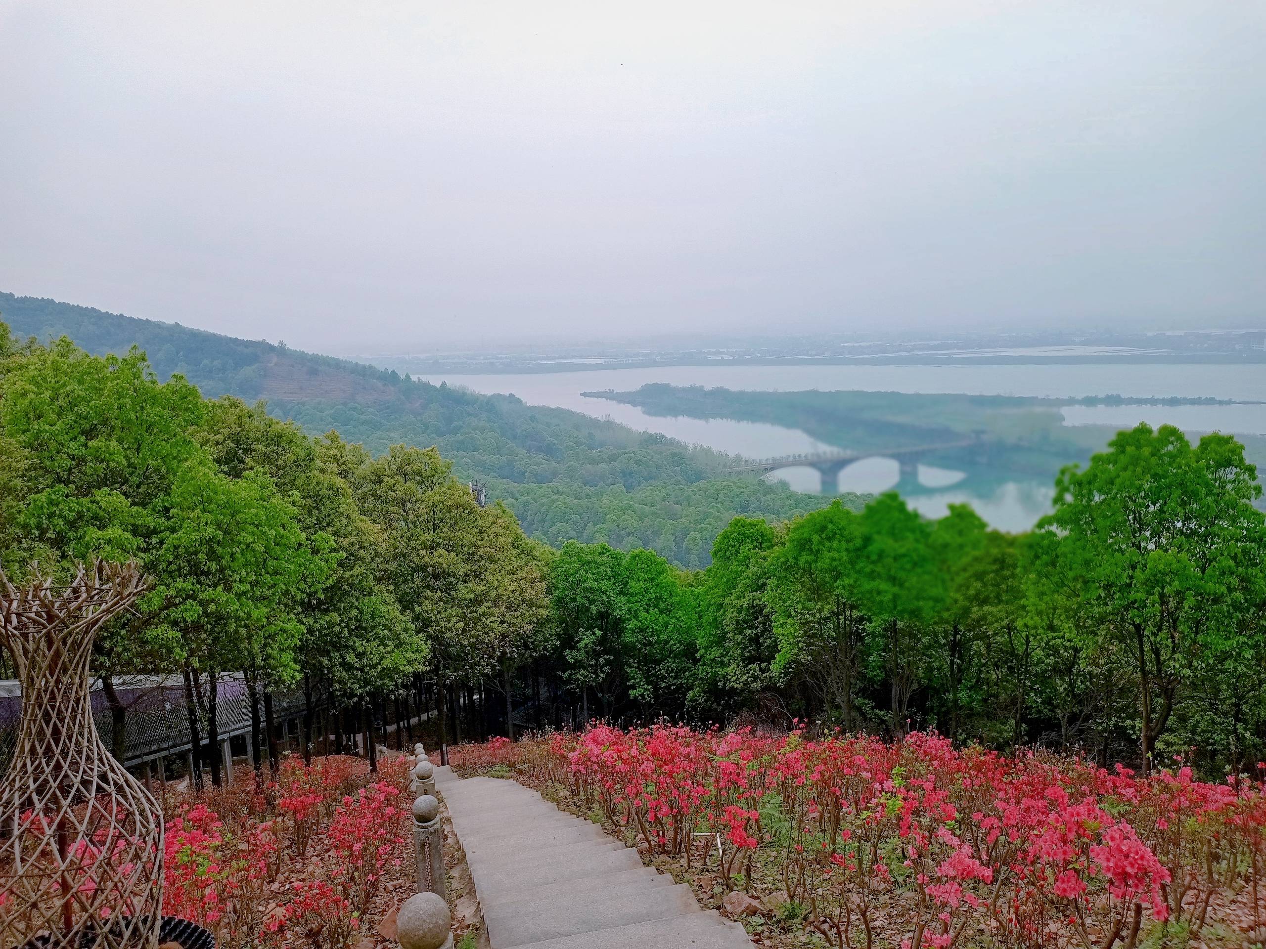 近拍 芝樱花墙 彭山半山映山红 山顶映山红 地址:常德澧县彭山景区