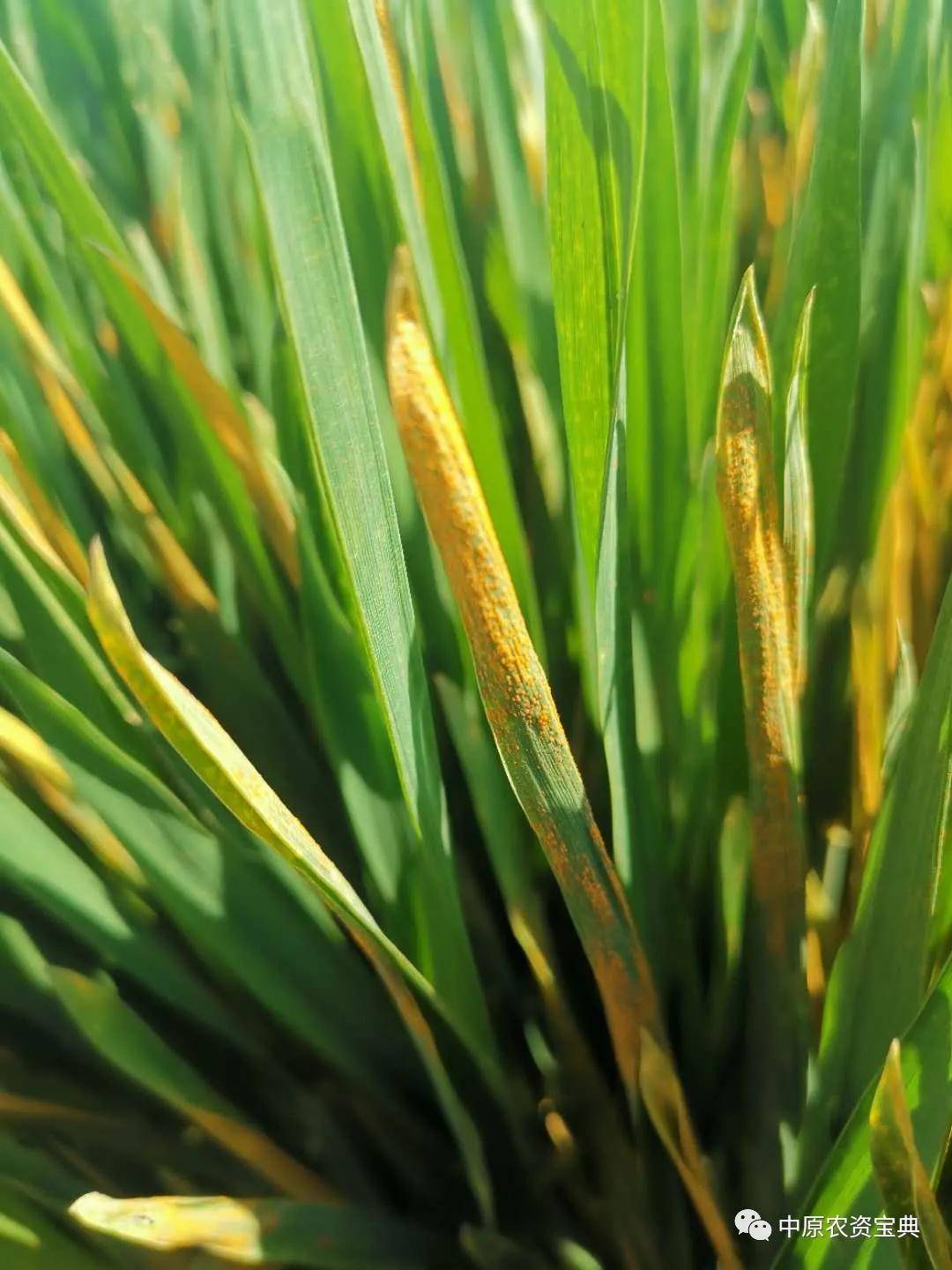 小麦接近成熟时,在叶鞘和叶片背面形成短线条状较扁平的黑褐色冬孢子