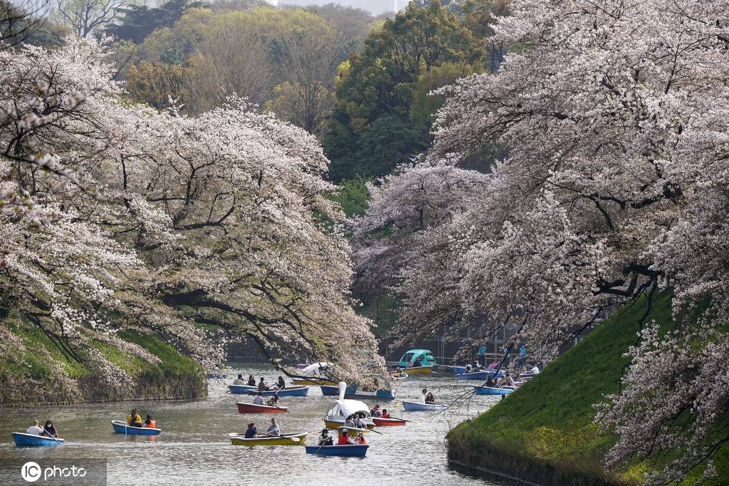 位于靖国神社旁的北之丸公园,以一条长达400米千鸟渊樱道而闻名日本
