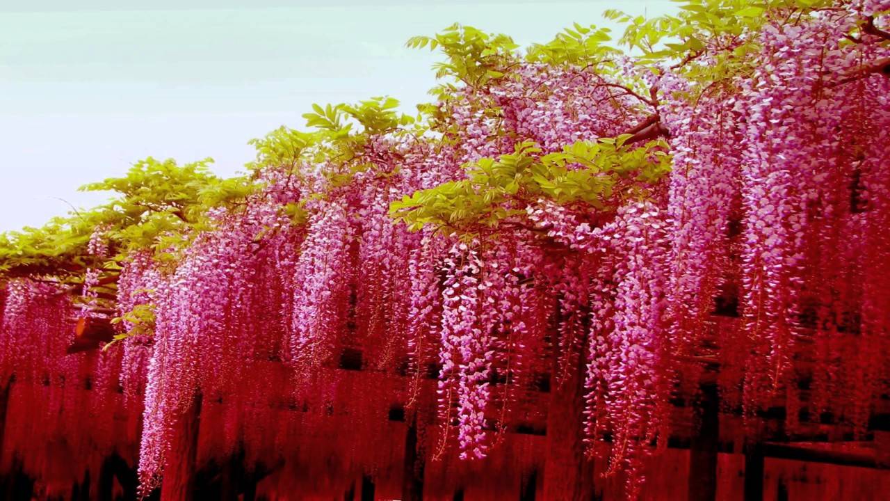 紫藤花是攀爬长寿树种,它的花语是:沉迷的,执着的,缠绵悠长的爱,最