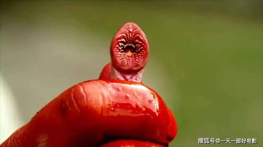 无数鳗鱼入侵小镇,钻入人体酿成大祸,美国惊悚片_电影